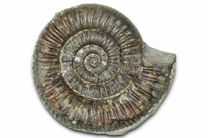 Jurassic Ammonite (Dactylioceras) Fossil - England #362469